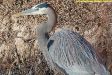 great blue heron